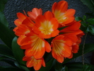 Clivia Broad Leaf Orange