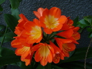 Clivia B L Orange