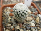 Turbinicarpus valdezianus v.albiflorus