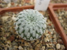 Turbinicarpus pseudopectinatus