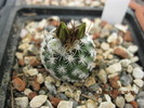 Turbinicarpus krainzianus