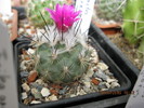 Gymnocactus viereckii