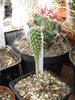 Gymnocactus subterraneus