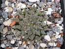 Ariocarpus kotschoubeyanus