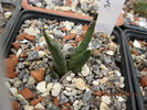 Ariocarpus furfuraceus