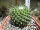 Mammillaria spinosisima ''unopico''