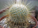 Mammillaria dixanthocentron