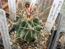 Glandulicactus unciatus