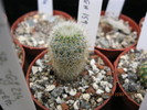 Frailea