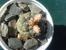 boboci turbinocarpus