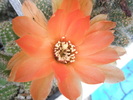 Chamaelobivia cv. Chiara Rosarancio - floare 29.06