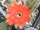 Chamaelobivia cv. Nora rossa - floare