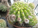 Echinopsis calochlora - 29.06