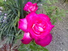 Rozul rozului 2010