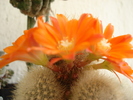 DSC08995