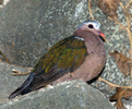 greenwingeddove2