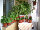 FLORI