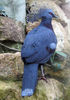 crowned_pigeon