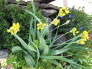 Allium Moly 4 iun 2010 (2)