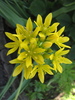 Allium Moly 4 iun 2010 (3)