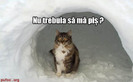 poze-amuzante-pisica-a-topit-zapada