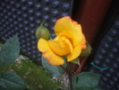 DSCF0564