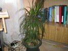 dracena