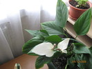 anthurium alb