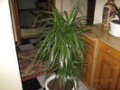 dracena