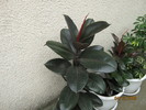 ficus rosu