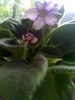 violeta