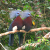 Southern-Crowned-Pigeon
