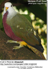 wompoofruitdove