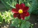 dahlia pitica din seminte