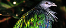 png_nicobar_pigeon_55495_236600