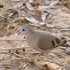 thumb_090725%20Kenya%205%20(20)%20Emerald%20spotted%20wood%20dove