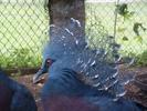victoria-crowned-pigeon-goura-victoria