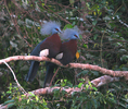 6southerncrownedpigeonsam