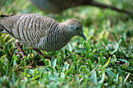 180px-Geopelia_striata_NBII