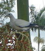 180px-Pied_Imperial_Pigeon