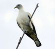 250px-Torresian_imperial_pigeon_cairns09