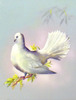 IllossFantail