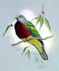 IllossFruit
