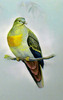 IllossGreen