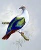 IllossImperial