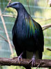 nicobar_pigeon1