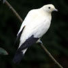 Piedimperialpigeonsmall