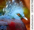 stock-photo-exotic-bird-goura-victoria-16936798