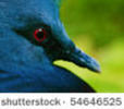stock-photo-exotic-bird-goura-victoria-54646525