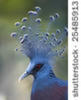 stock-photo-victoria-crowned-pigeon-goura-victoria-with-blue-plumage-a-blue-and-white-crest-and-a-st